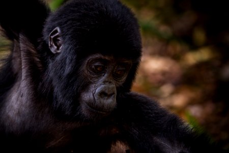 USAID Measuring Impact Conservation Enterprise Retrospective (Uganda; International Gorilla Conservation Program)