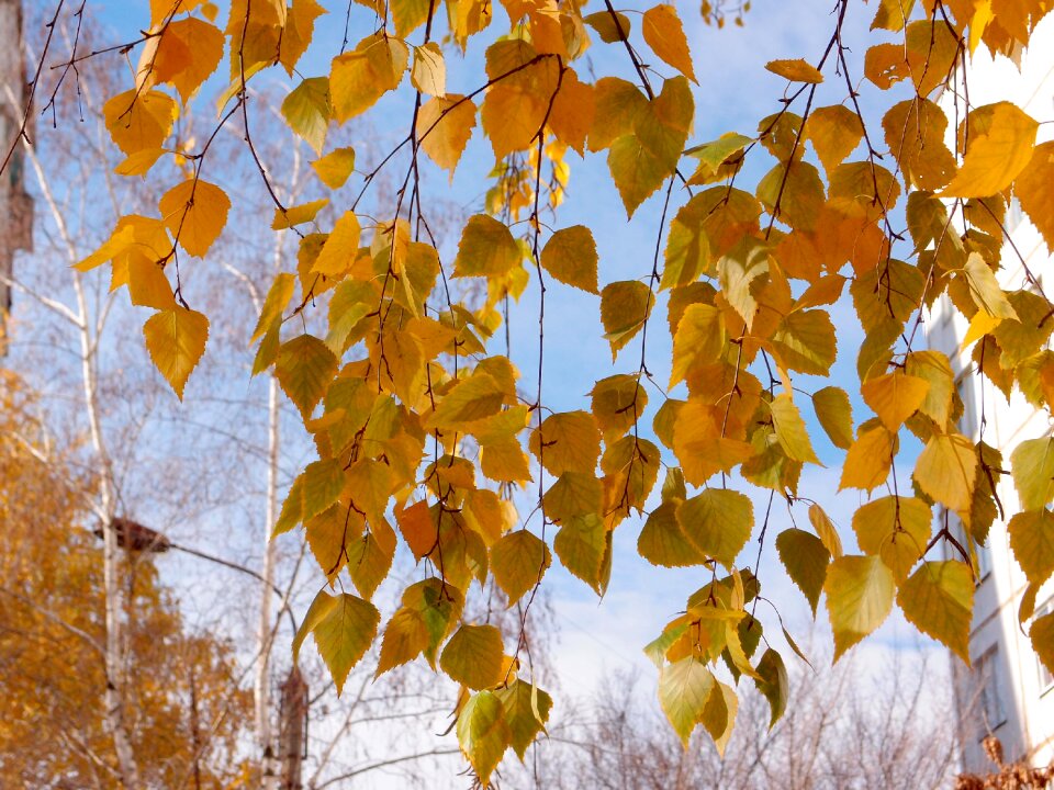 Nature tree forest photo