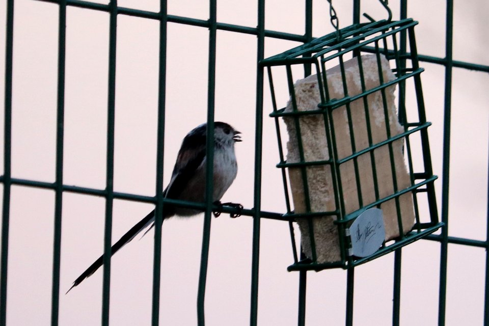 Long-tongued Tit