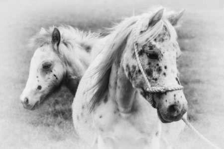 Appoloosan Mare and foal
