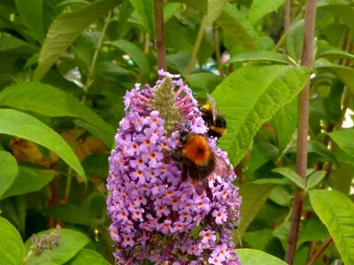 Buzzleia photo