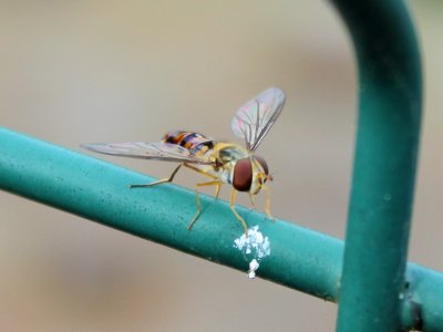 Hoverfly - Episyrphus balteatus