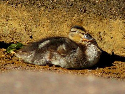 Duckling Pic 3 photo
