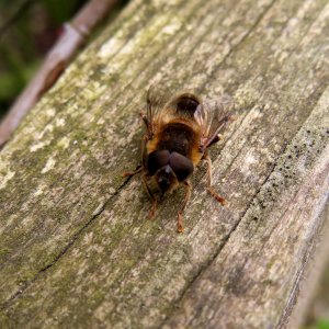 Brown Fly photo