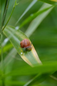 Escargot photo