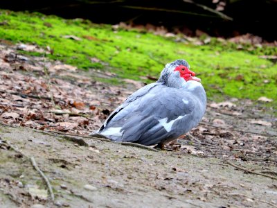 Muscovy Duck