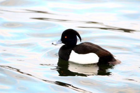 Tufted Duck m photo
