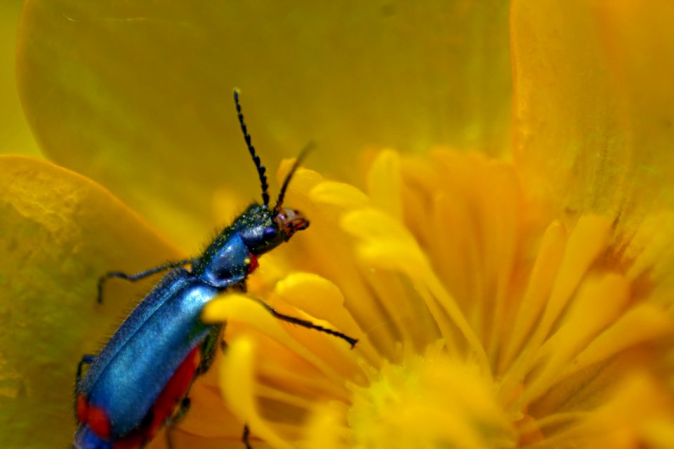 Insect au milieu d'un bouton d'or
