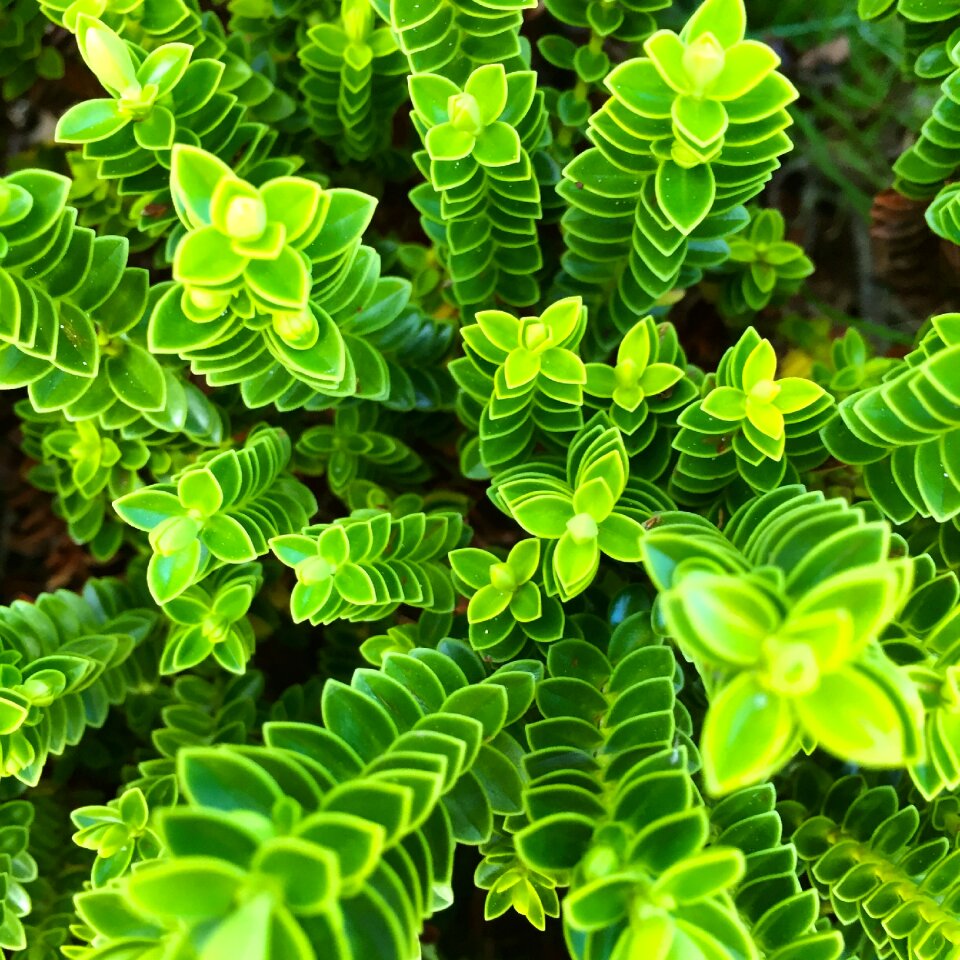 Green leaves nature photo