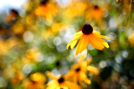 Bokeh-licious