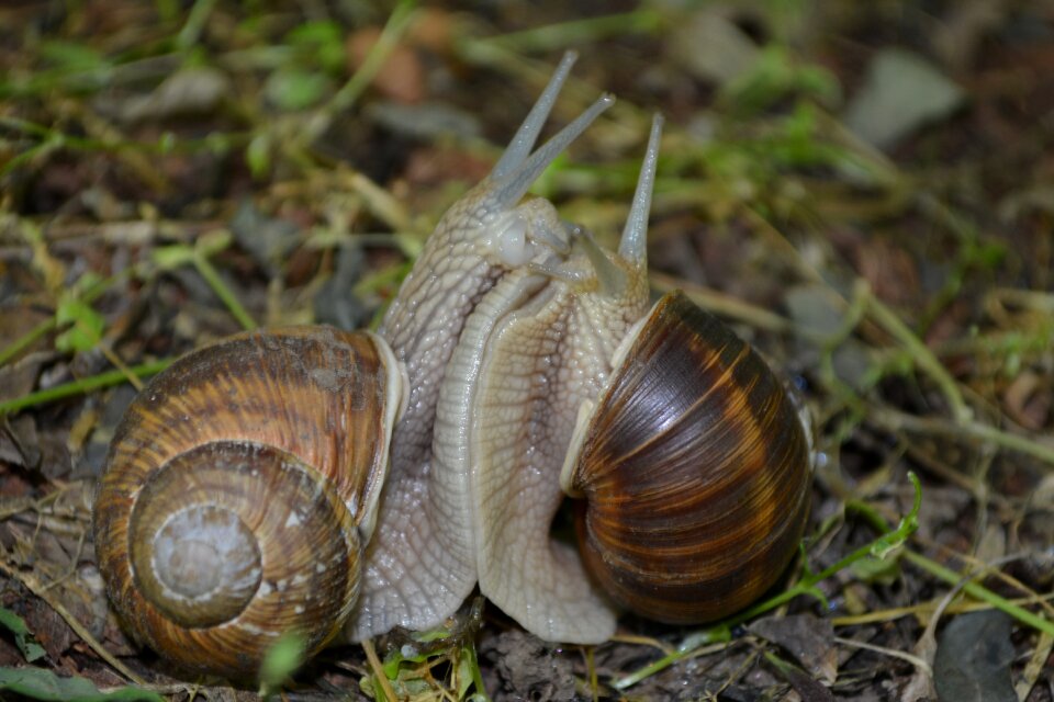 Nature macro love for animals