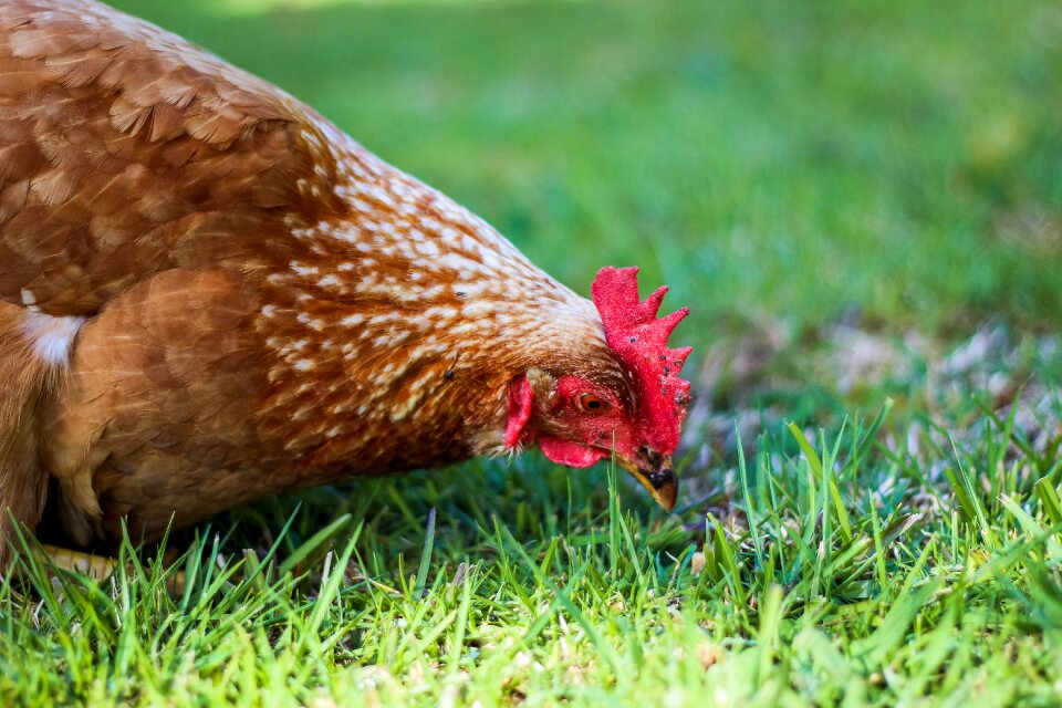 Poultry bird farming