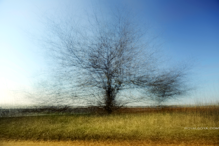 PreSpring