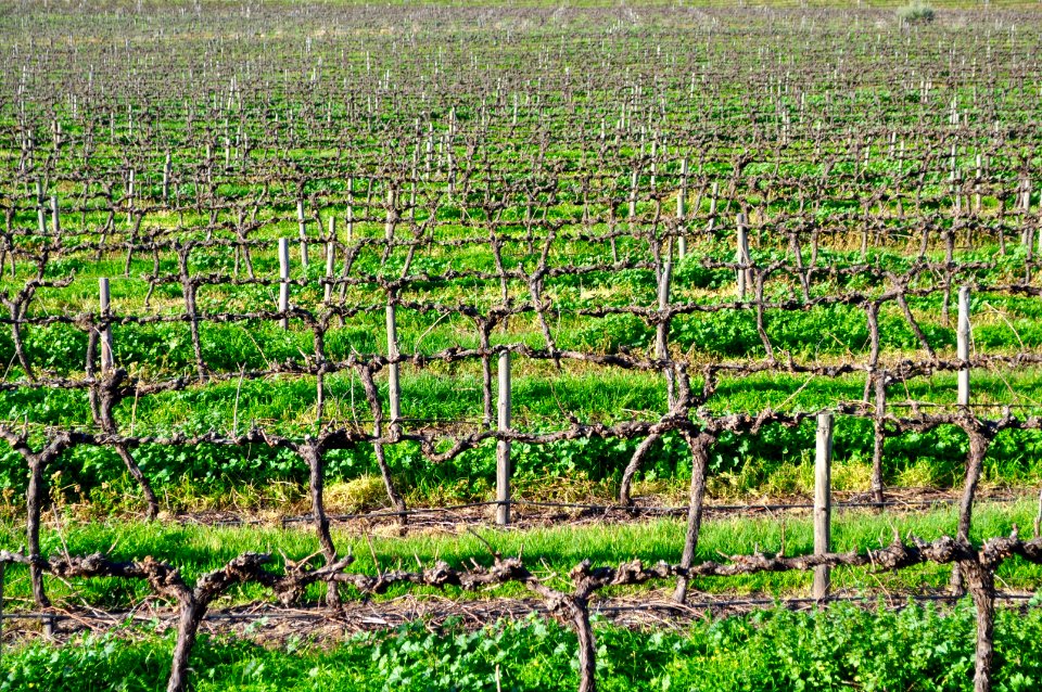 Barossa Valley