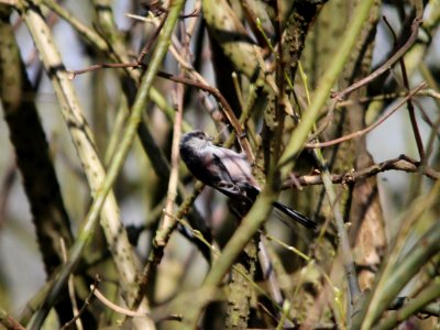 Long Tailed Tit photo