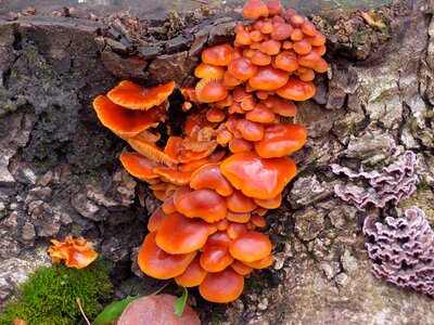 Mushrooms nature tree fungus photo