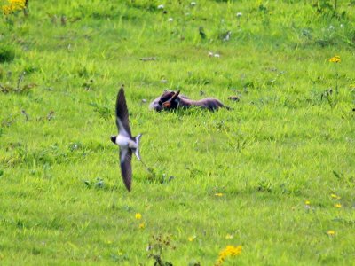 Stoat Swallow Rabbit photo