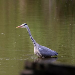 Fishing Heron photo