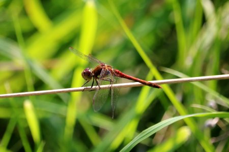 Dragonfly photo