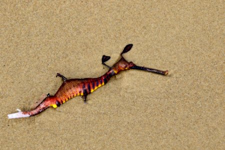 Common seadragon photo