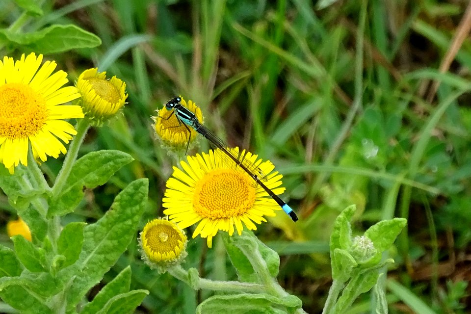 Blue-tailed Damselfly