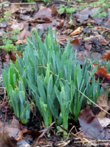 Raindrops on Daffs photo