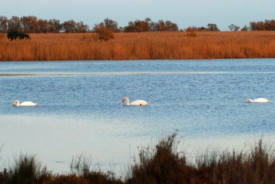 Camargue (France), gennaio 2013 036
