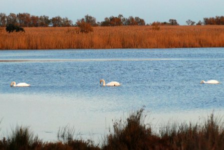 Camargue (France), gennaio 2013 036