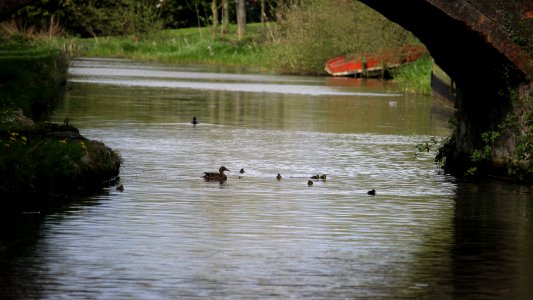 First Ducklings