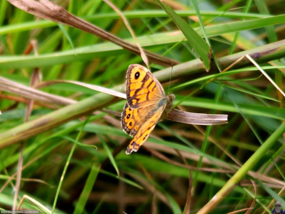 Flying Insect 05 photo