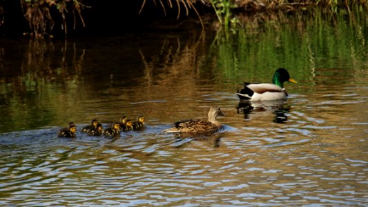 8 Ducklings photo