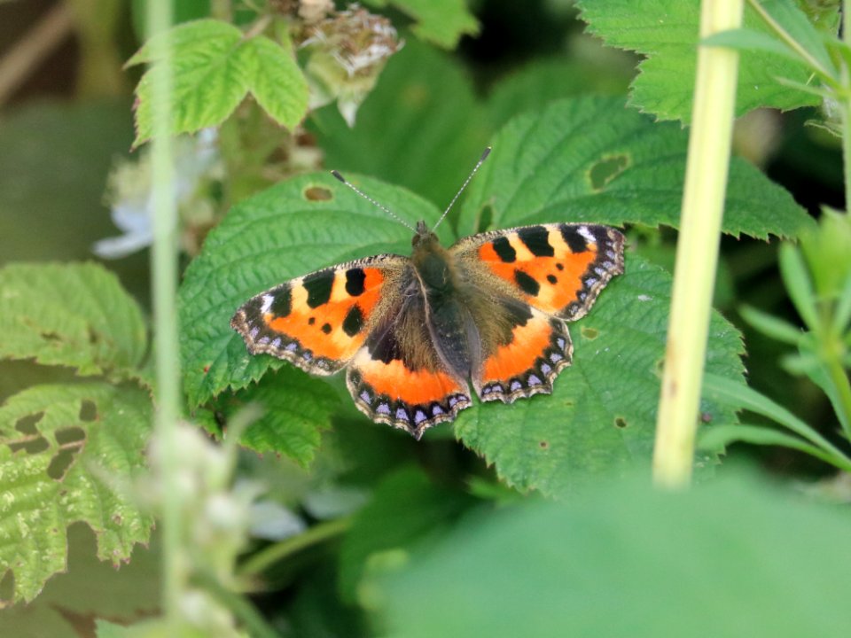 Small Tortoiseshell