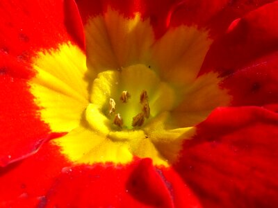 Flower close up primrose photo