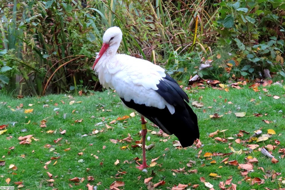 White Stork photo