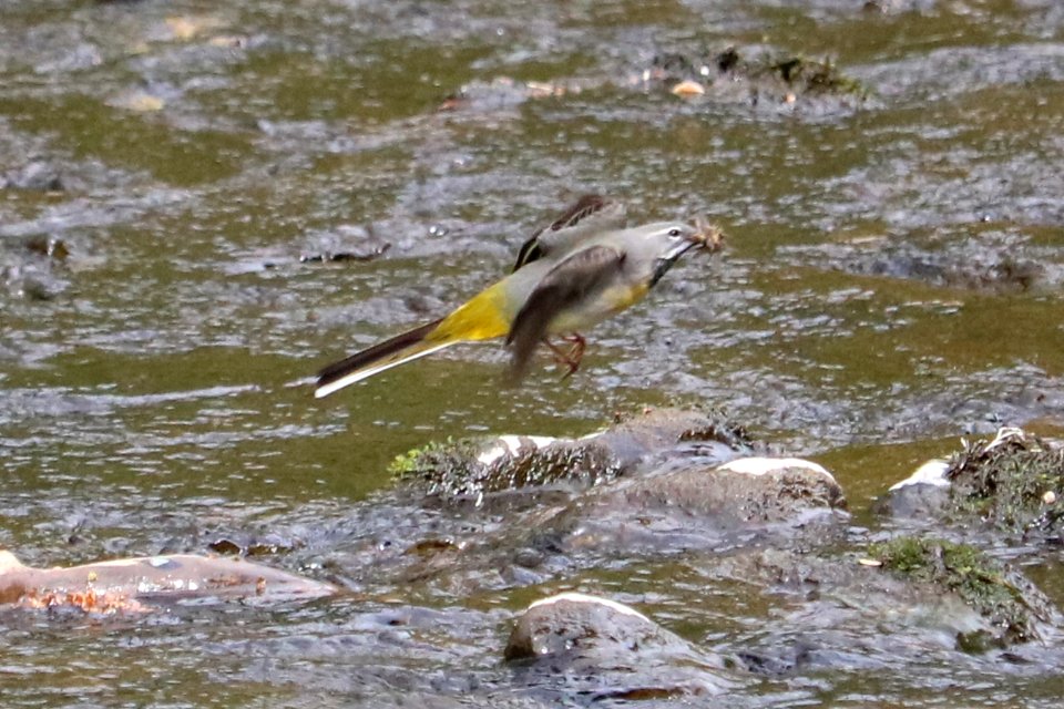Grey Wagtail flying with flies.