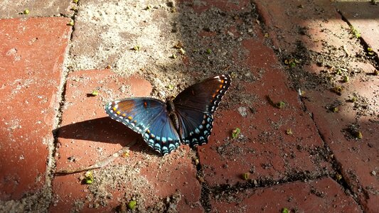 Animal insect colorful