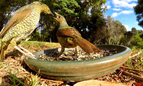 Satin bowerbirds