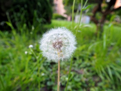 P6033004
