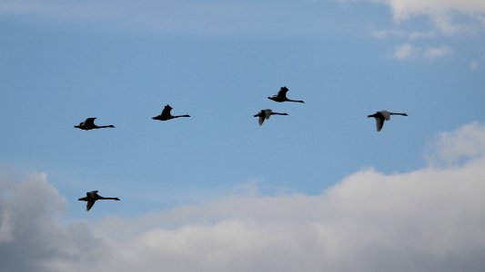 1) Approach Lineup photo