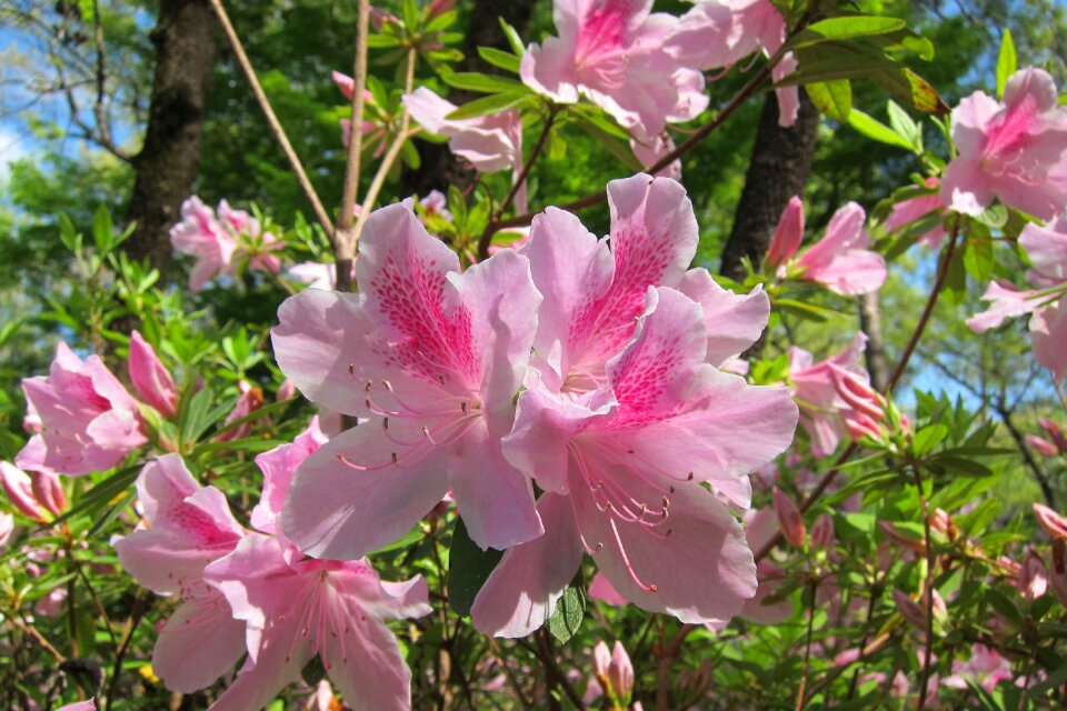 Plant nature garden