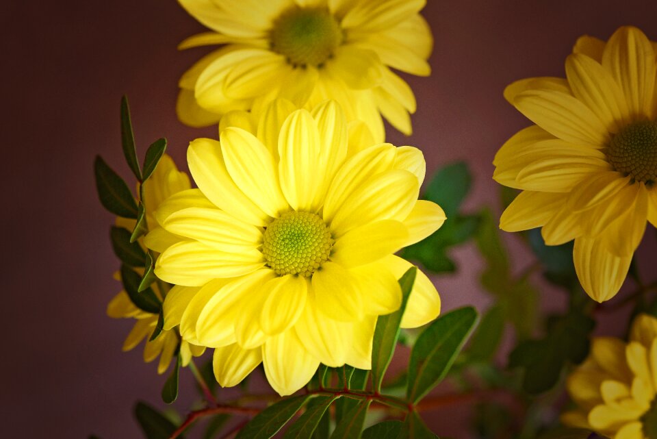 Bloom yellow yellow flower