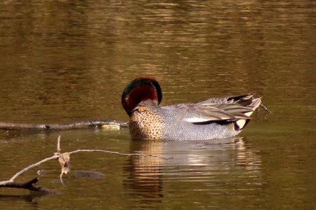 Male Teal photo