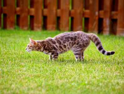 Blue bengal kitten: taste of freedom - 1