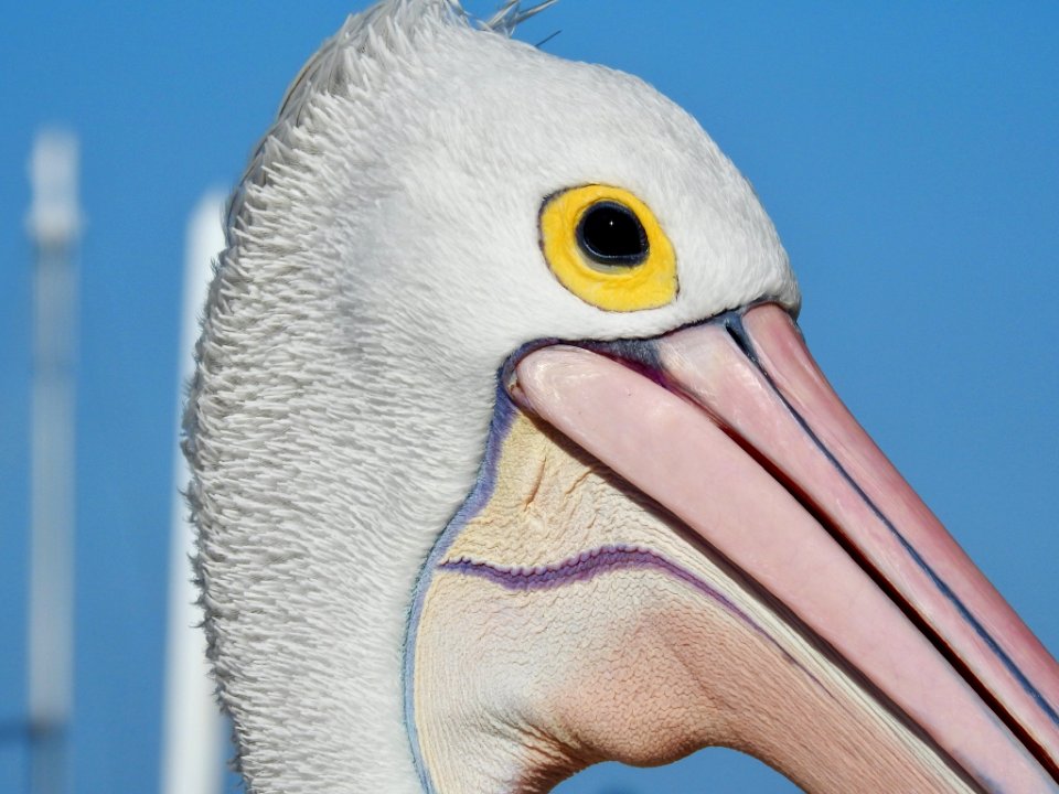Pelican