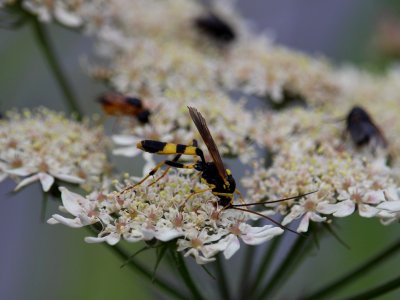 Waspy Thing