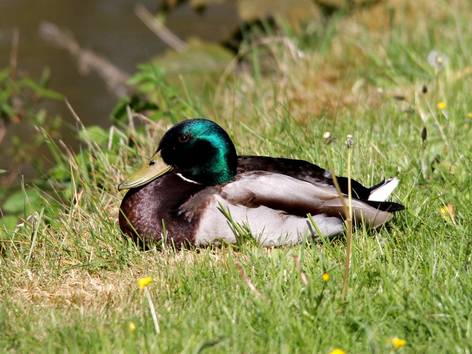 Let Sleeping Ducks Lie