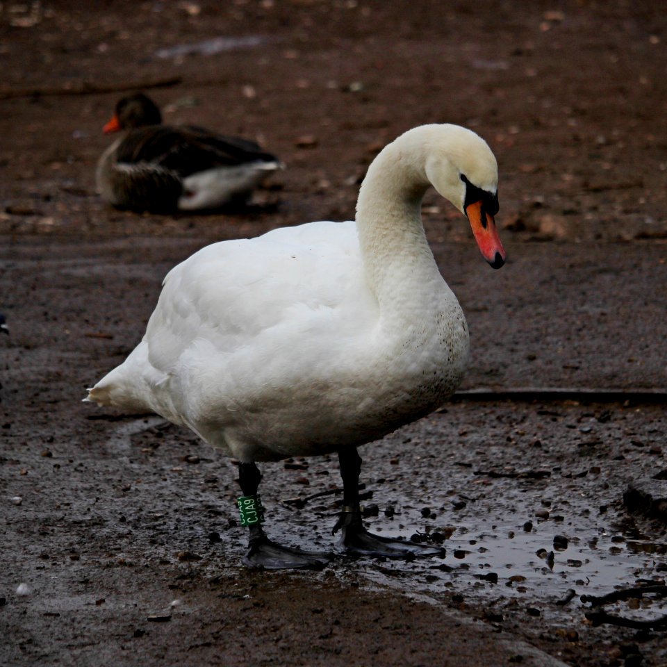 "I love splashing in the mud"