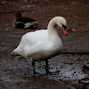 "I love splashing in the mud"
