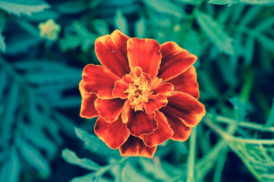 Green nature plant