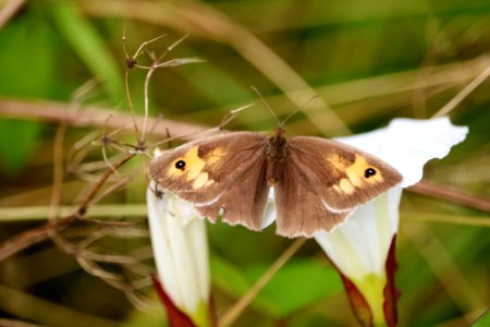 Meadow Brown